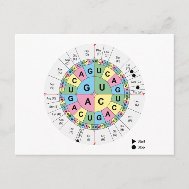 Postcard Codons Amino Acids Chart Genetic Code DNA (Front)