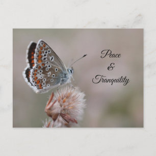 Postcard Common Blue Butterfly