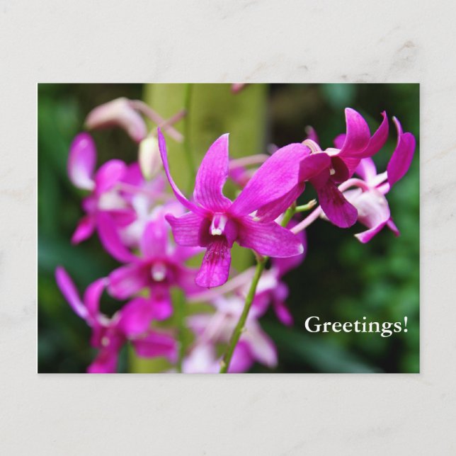 Postcard - Cooktown Orchid (Front)