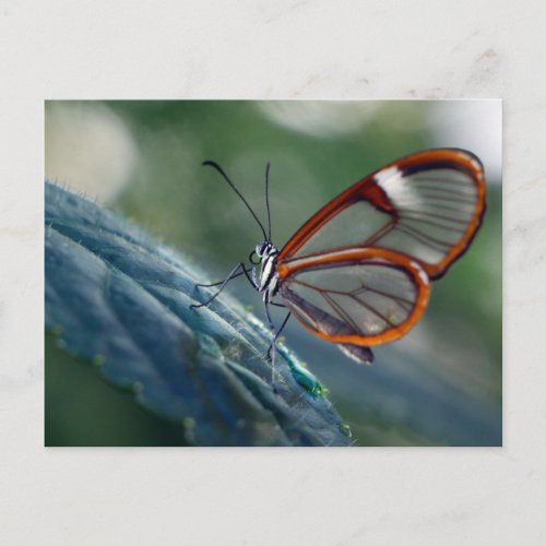 PostcardCosta Rica Glasswing Butterfly Postcard