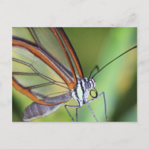 Postcard/Costa Rica Glasswing Butterfly Postcard
