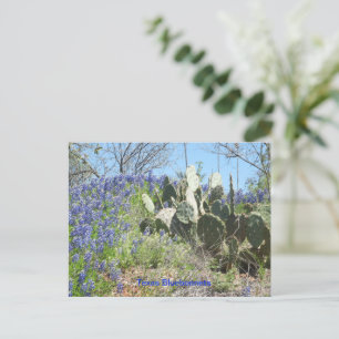 Postcard Country Texas Bluebonnets and Cactus
