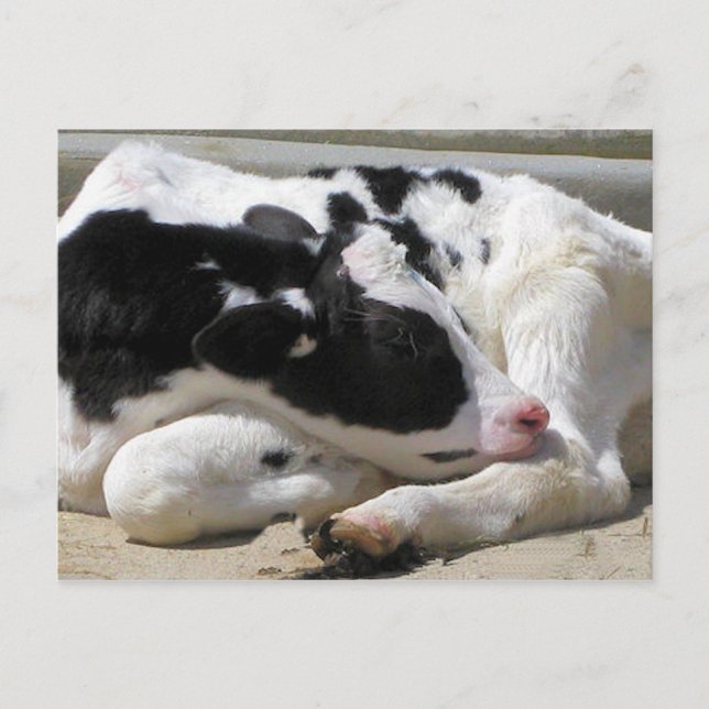 Postcard, Cow, Calf Photography Postcard (Front)