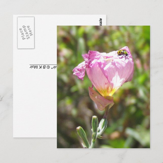Postcard - Cucumber Beetle (Front/Back)