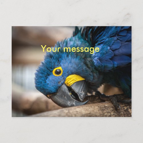 Postcard cute blue Hyacinth Macaw parrot