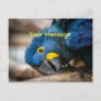 Postcard cute blue Hyacinth Macaw parrot