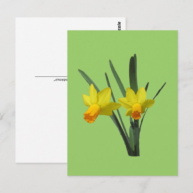 Postcard - Daffodil (Front/Back)