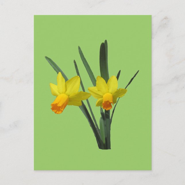 Postcard - Daffodil (Front)