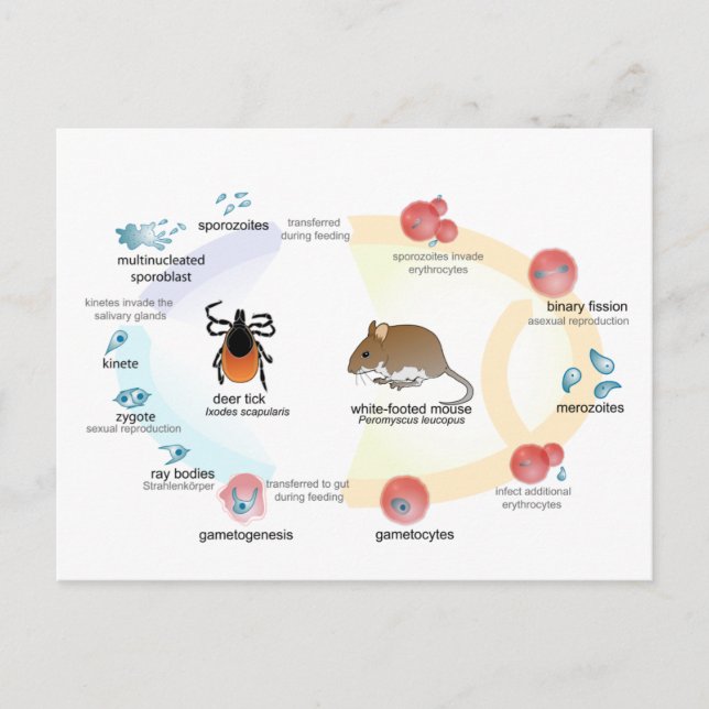 Postcard Diagram Babesia microti life cycle (Front)