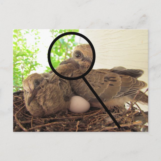 Postcard - Dove Fledglings in Nest (Front)