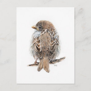 Postcard Drawing sparrow
