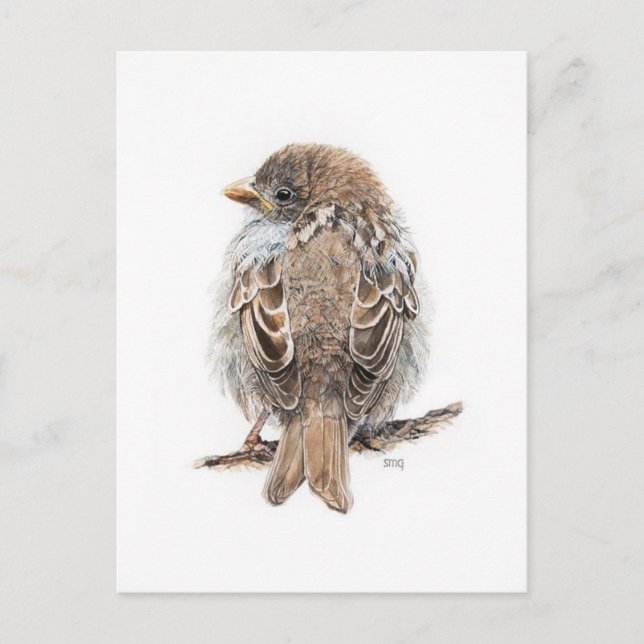 Postcard Drawing sparrow (Front)