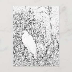 Postcard - Egret in Grass to Color