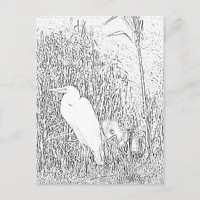 Postcard - Egret in Grass to Color (Front)