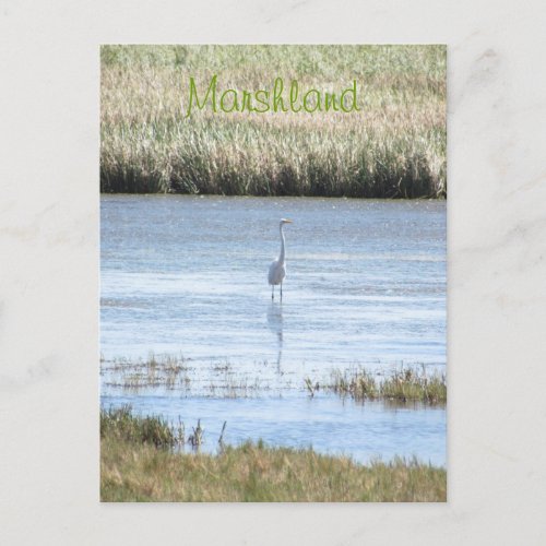 Postcard _ Egret standing proud