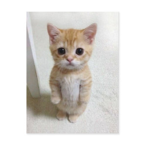 Postcard El Gato Cat Meme