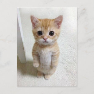 Postcard El Gato Cat Meme