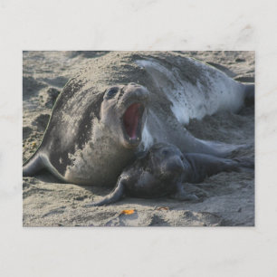 POSTCARD - Elephant Seal