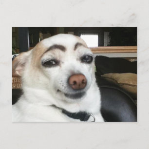 Postcard Eyebrow Dog Meme