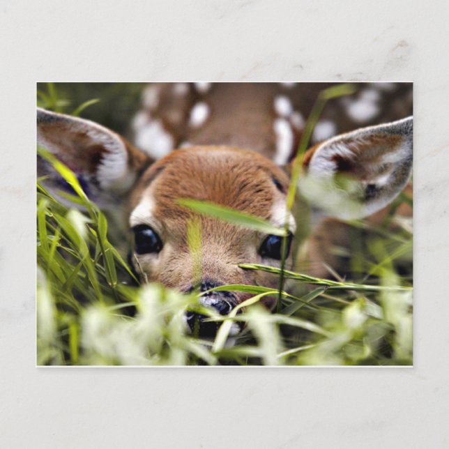Postcard - Fawn (Front)