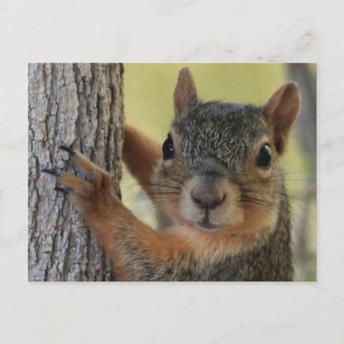 Postcard featuring Tree Squirrel