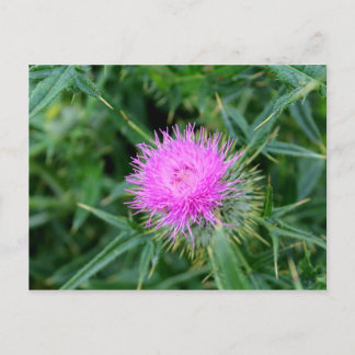 Postcard featuring vibrant thistle.