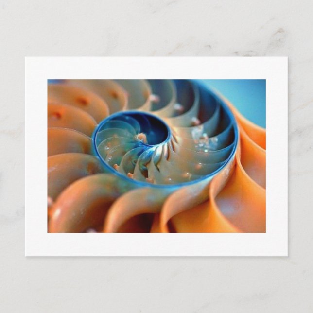 Postcard - Fibonacci Shells (Front)