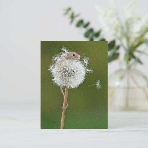 Postcard Field Mouse & Dandelion Zazzle