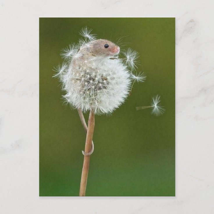 Postcard Field Mouse & Dandelion Zazzle