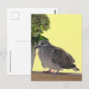 Postcard - Fledgling Dove