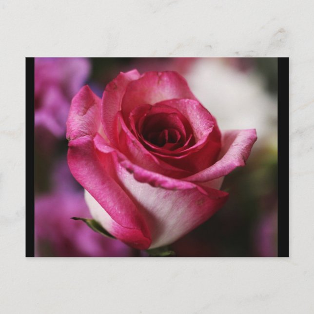 Postcard-Flowers-26 Postcard (Front)