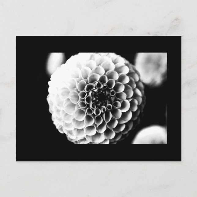 Postcard-Flowers-51 Postcard (Front)