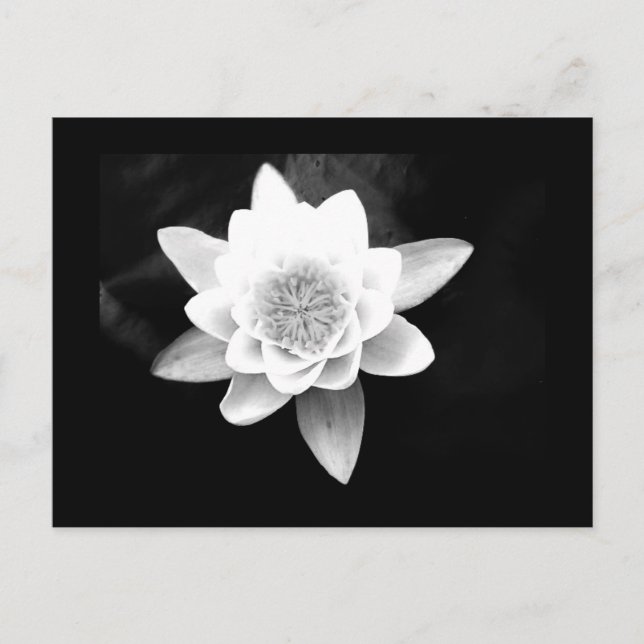 Postcard-Flowers-63 Postcard (Front)