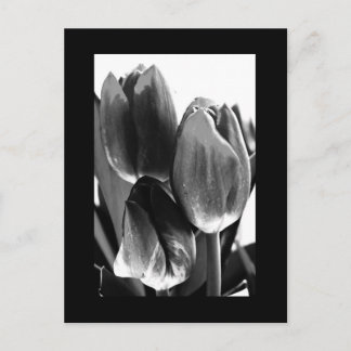 Postcard-Flowers-64 Postcard