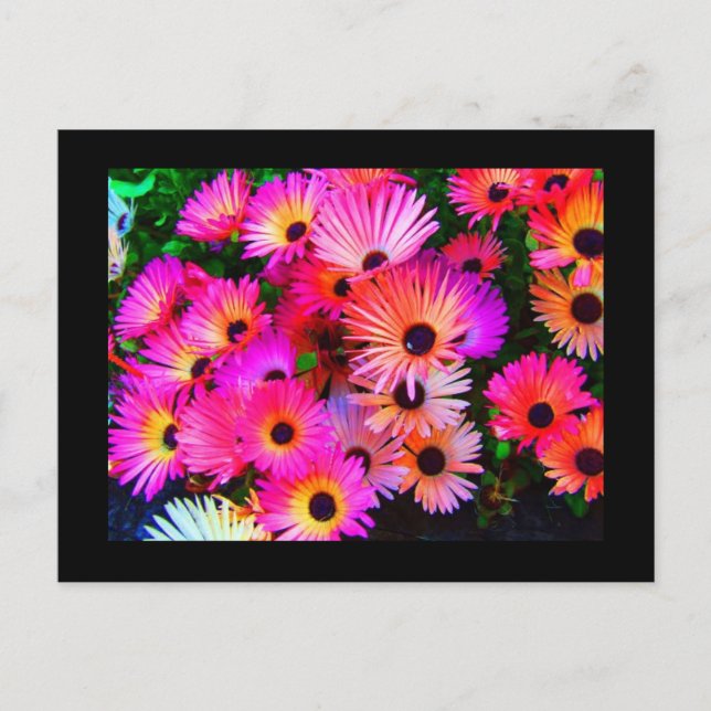 Postcard-Flowers-68 Postcard (Front)