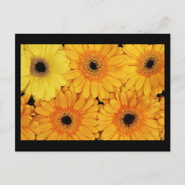 Postcard-Flowers-6 Postcard (Front)