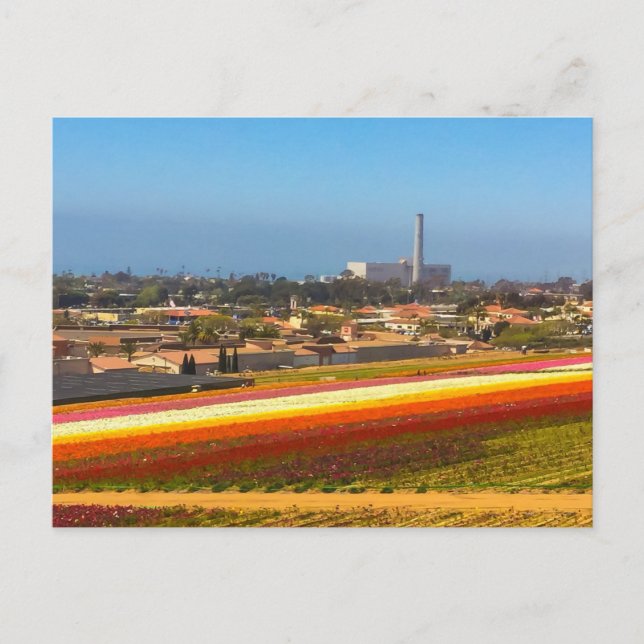 Postcard Flowers Fields Carlsbad, CA (Front)