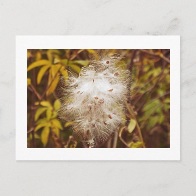 postcard, "FLUFFY WHITE MILKWEED" Postcard (Front)