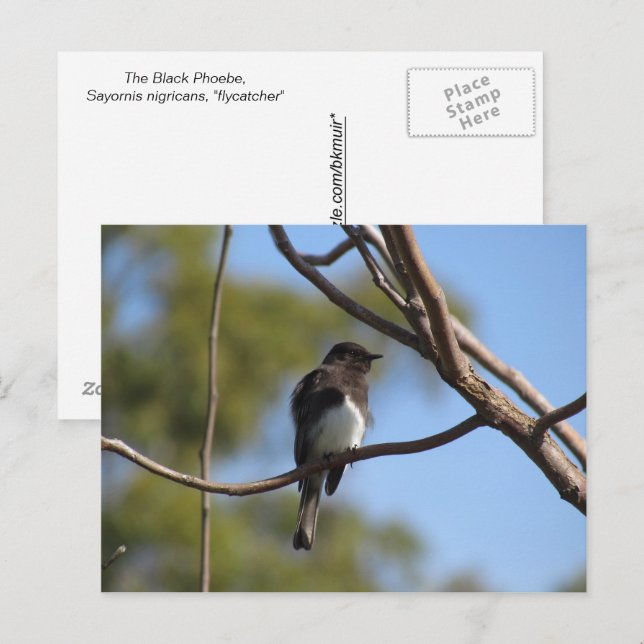 Postcard - Flycatcher (Front/Back)