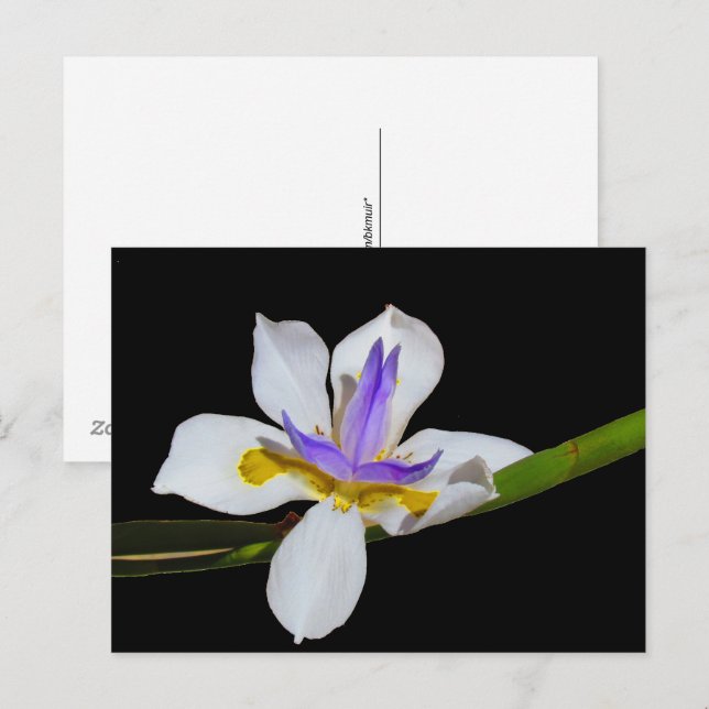 Postcard - Fortnight Lily (Front/Back)