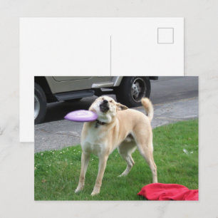 Postcard Frisbee Dog Meme