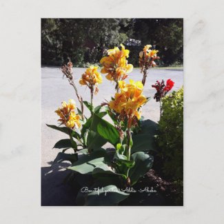 Postcard from Addis-Ababa