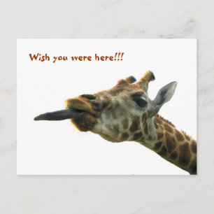 Postcard - Giraffe