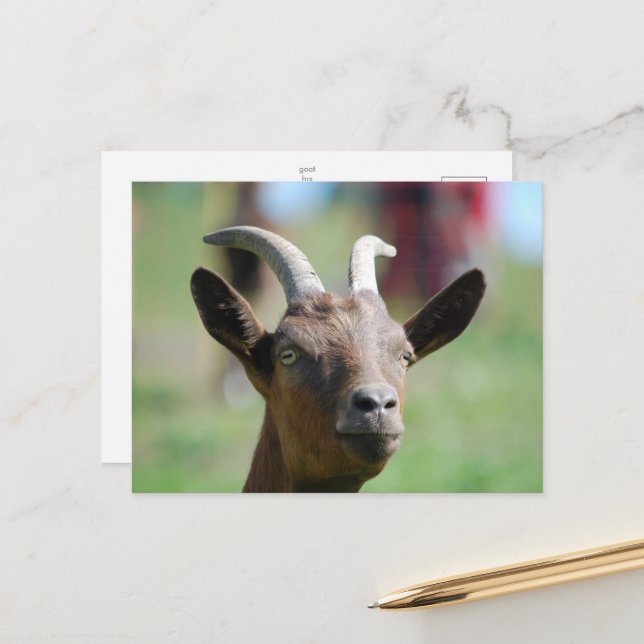postcard _ goat (Front/Back In Situ)