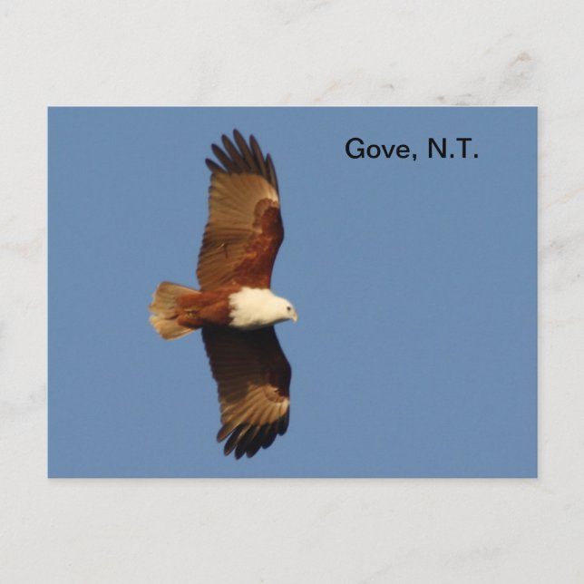 Postcard Gove Brahminy Kite (Front)