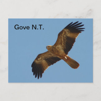 Postcard Gove Brahminy Kite 1st year