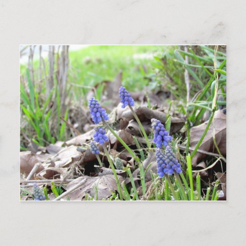 Postcard _ Grape Hyacinth