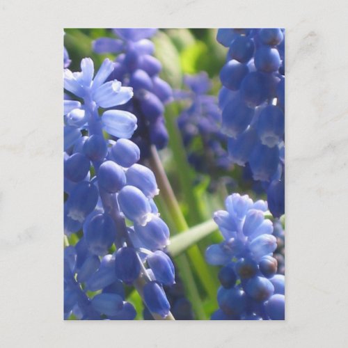 Postcard _ Grape Hyacinth