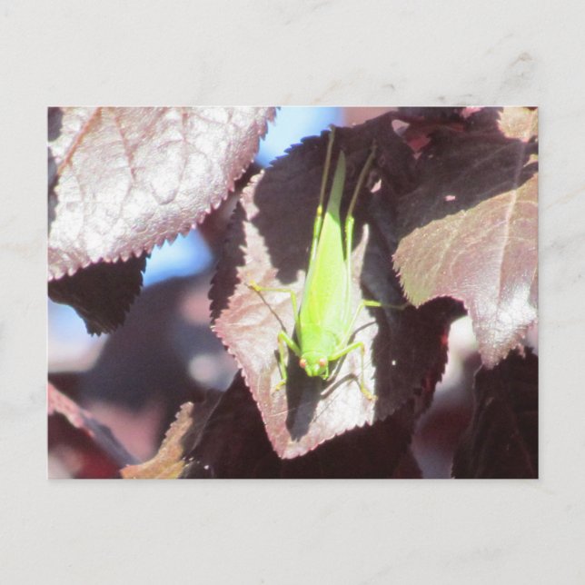 Postcard - Grasshopper in Tree (Front)