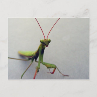 Postcard, Green Praying Mantis Insect Photo Postcard